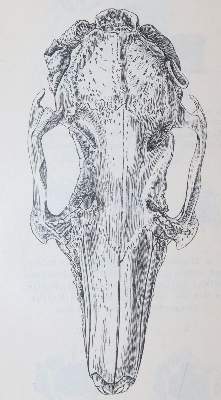Bild Nr.4: 142-2093 Darwin,C.: (Verschiedene Gebiete - Varia)