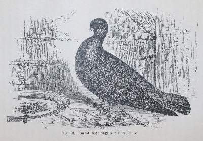 Bild Nr.5: 142-2093 Darwin,C.: (Verschiedene Gebiete - Varia)