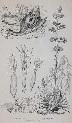 Bild Nr.1: 142-2106 (Guerin,F.E.: (Verschiedene Gebiete - Varia)