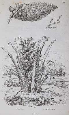 Bild Nr.2: 142-2106 (Guerin,F.E.: (Verschiedene Gebiete - Varia)