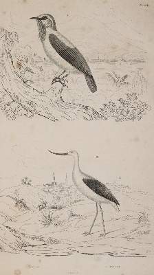 Bild Nr.3: 142-2106 (Guerin,F.E.: (Verschiedene Gebiete - Varia)