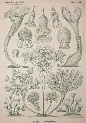 Bild Nr.2: 142-2108 Haeckel,E.: (Verschiedene Gebiete - Varia)