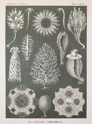 Bild Nr.3: 142-2108 Haeckel,E.: (Verschiedene Gebiete - Varia)