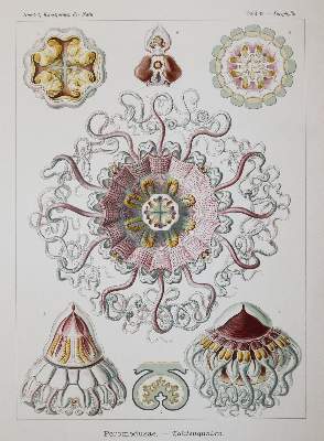 Bild Nr.4: 142-2108 Haeckel,E.: (Verschiedene Gebiete - Varia)
