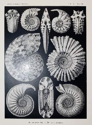 Bild Nr.5: 142-2108 Haeckel,E.: (Verschiedene Gebiete - Varia)