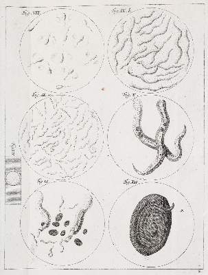 Bild Nr.1: 142-2119 Ledermüller,M.F.: (Verschiedene Gebiete - Varia)
