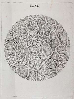 Bild Nr.21: 142-2119 Ledermüller,M.F.: (Verschiedene Gebiete - Varia)