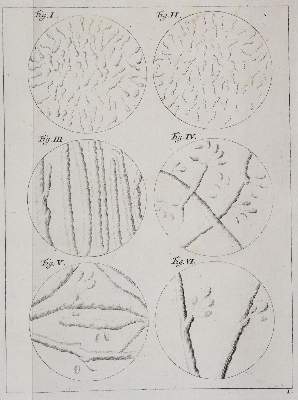 Bild Nr.24: 142-2119 Ledermüller,M.F.: (Verschiedene Gebiete - Varia)