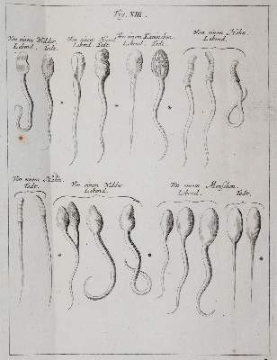 Bild Nr.25: 142-2119 Ledermüller,M.F.: (Verschiedene Gebiete - Varia)