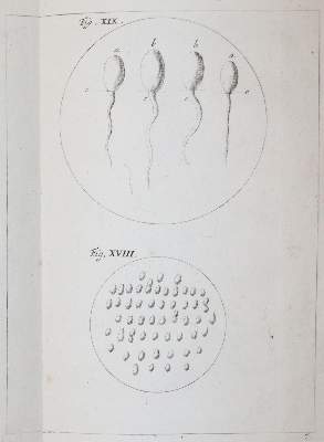 Bild Nr.29: 142-2119 Ledermüller,M.F.: (Verschiedene Gebiete - Varia)