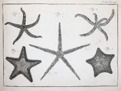 Bild Nr.5: 142-2122 (LINNE, C. VON,: (Verschiedene Gebiete - Varia)