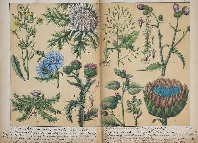 Bild Nr.1: 142-2183 Schubert, G. H. v.: (Verschiedene Gebiete - Varia)