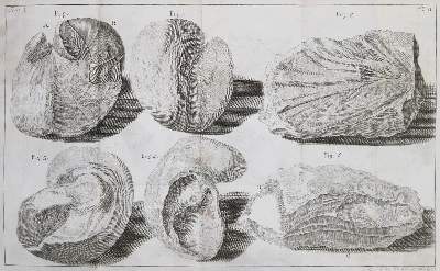 Bild Nr.2: 142-2537 Saussure,H.B.de.: (Verschiedene Länder - Geschichte, Alpen und Alpinismus)
