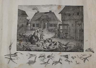 Bild Nr.3: 142-3095 Bauernhof.: (Varia, Anschauungsbilder)