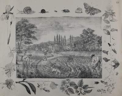 Bild Nr.2: 142-3096 Landwirtschaft.: (Varia, Anschauungsbilder)