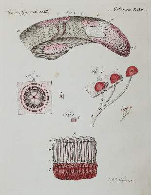 Bild Nr.2: 142-3103 Bertuch.: (Varia)