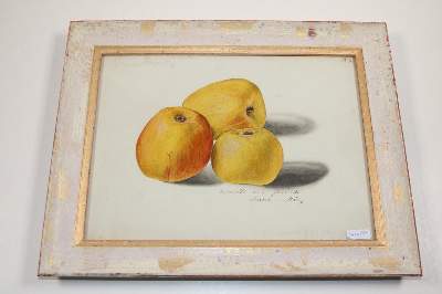 Bild Nr.23: 142-3109 Blaschek,Franz.: (Varia, Botanik)