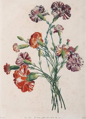 Bild Nr.1: 142-3113 Blumenbukett.: (Varia, Botanik)