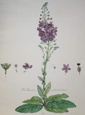 Bild Nr.1: 142-3114 Drei: (Varia, Botanik)