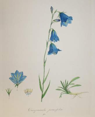 Bild Nr.2: 142-3114 Drei: (Varia, Botanik)