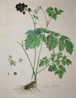 Bild Nr.3: 142-3114 Drei: (Varia, Botanik)