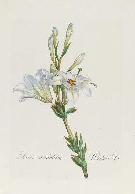 Bild Nr.1: 142-3118 Weisse Lilie.: (Varia, Botanik, Lilie)