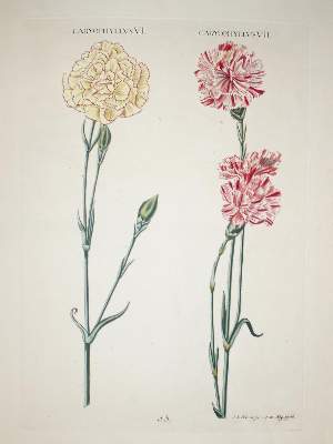 Bild Nr.1: 142-3119 Narzissen.: (Varia, Botanik)