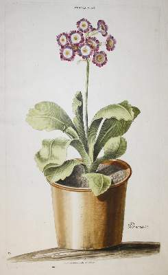Bild Nr.1: 142-3121 Primeln.: (Varia, Botanik)