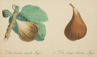 Bild Nr.2: 142-3122 Sammlung: (Varia, Botanik)