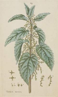 Bild Nr.3: 142-3122 Sammlung: (Varia, Botanik)