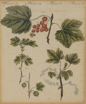 Bild Nr.5: 142-3122 Sammlung: (Varia, Botanik)