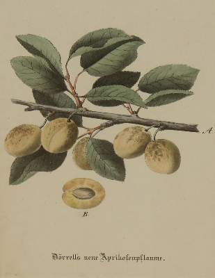 Bild Nr.6: 142-3122 Sammlung: (Varia, Botanik)