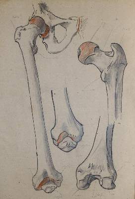 Bild Nr.2: 142-3160 Anatomie.: (Varia, Medizin)