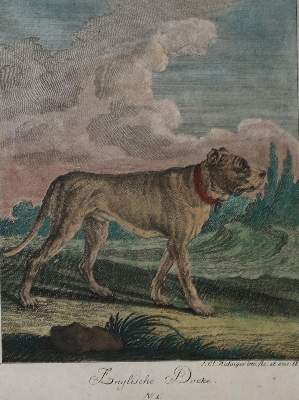Bild Nr.1: 142-3210 Ridinger.: (Varia, Zoologie, Hunde)