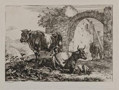 Bild Nr.1: 142-3212 Kühe.: (Varia, Zoologie)