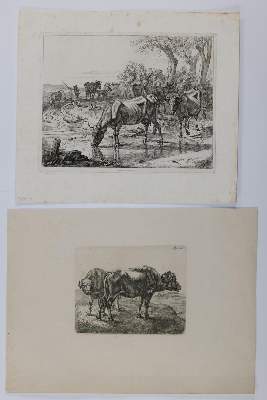 Bild Nr.6: 142-3212 Kühe.: (Varia, Zoologie)