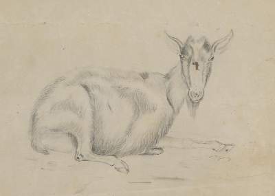 Bild Nr.3: 142-3213 Tiere.: (Varia, Zoologie)
