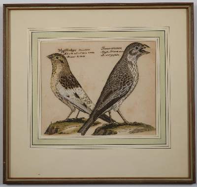 Bild Nr.2: 142-3214 Vögel.: (Varia, Zoologie)