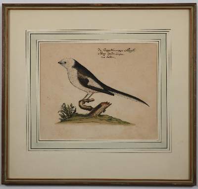 Bild Nr.3: 142-3214 Vögel.: (Varia, Zoologie)