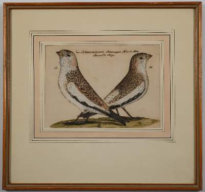 Bild Nr.4: 142-3214 Vögel.: (Varia, Zoologie)