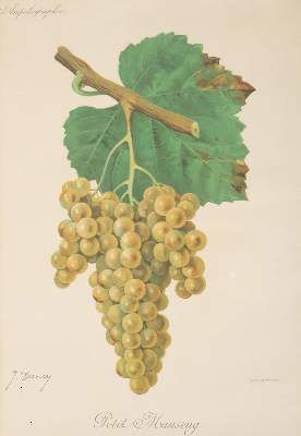 Bild Nr.2: 142-3295 Weintrauben.: (Botanik)
