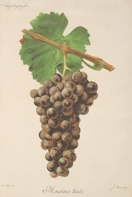 Bild Nr.3: 142-3295 Weintrauben.: (Botanik)