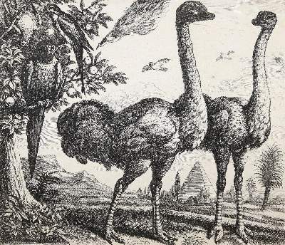 Bild Nr.1: 142-3780 Hollar, Wenzel: (Künstlergraphik)