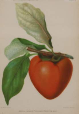 Bild Nr.31: 142-3881 Konvolut.: (Künstlergraphik)