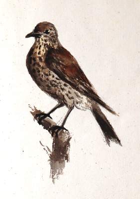 Bild Nr.3: 142-4179 Skizzenbuch: (Künstlergraphik)