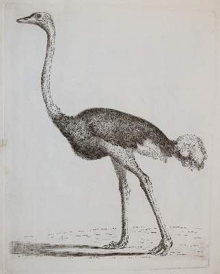 Bild Nr.417: 142-4240 Tischbein, Johann Heinrich: (Künstlergraphik)