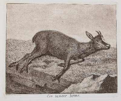 Bild Nr.49: 142-4240 Tischbein, Johann Heinrich: (Künstlergraphik)