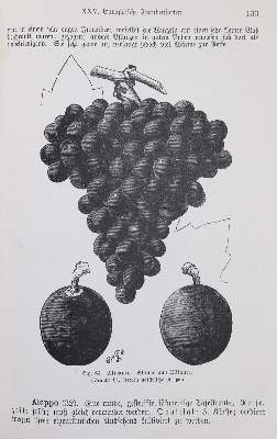 Bild Nr.1: 142-968 Barron,A.F.: (Küche und Haushalt, Getränke, Wein und Weinbau)
