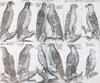 Bild Nr.21: 142-976 Florinus,F.P.: (Küche und Haushalt, Hausväterliteratur)