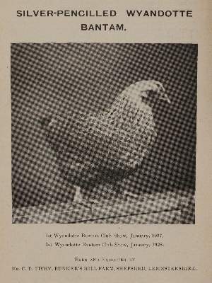 Bild Nr.3: 142-999 Feathered World, The.: (Land- und Forstwirtschaft, Tierhaltung, Geflügel)